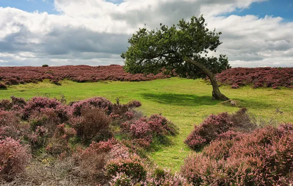 Field, the sky, clouds, flowers, tree, meadow, bushes, Heather
