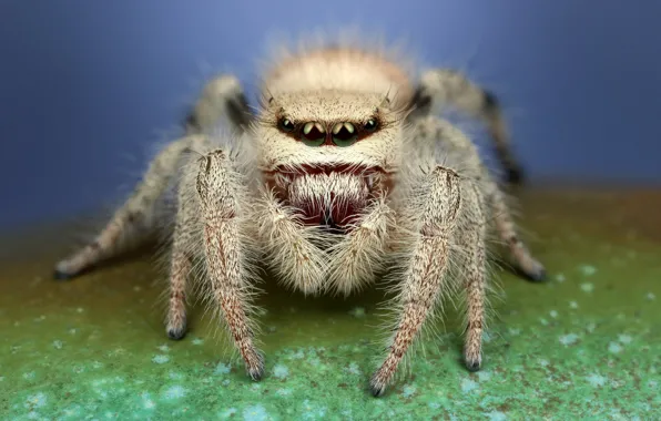 White, purple, eyes, macro, pose, green, background, legs