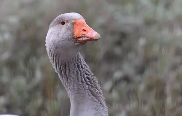 Portrait, neck, goose
