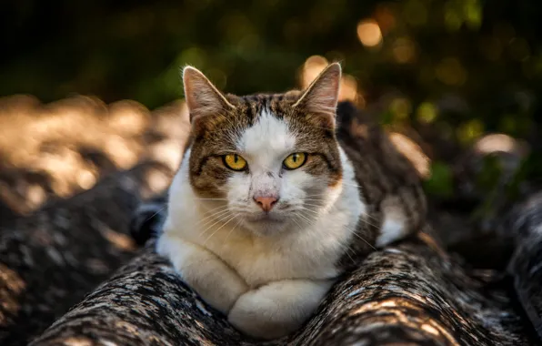 Roof, slate, cat, summer, cat, look, face, light
