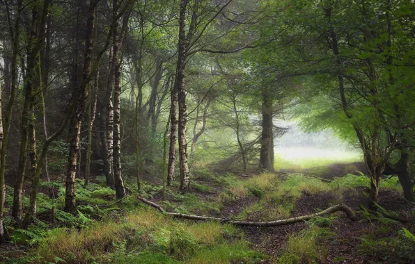 Greens, forest, trees, branches