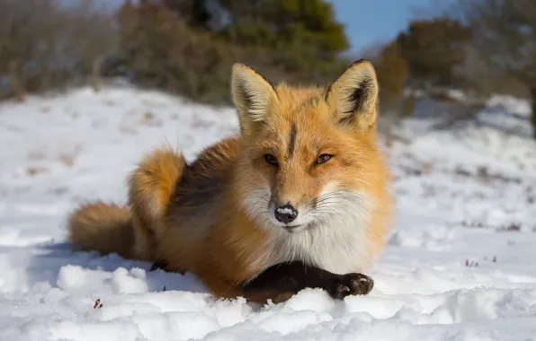 Winter, face, snow, portrait, Fox, lies