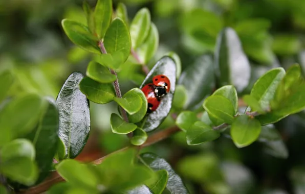Leaves, macro, ladybugs