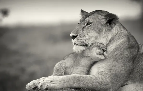 Picture love, cats, weasel, lioness, lion