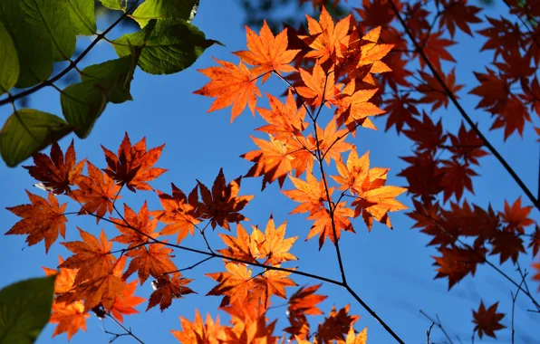 Picture autumn, the sky, leaves, maple