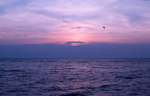 Sea, the sky, clouds, sunset, birds