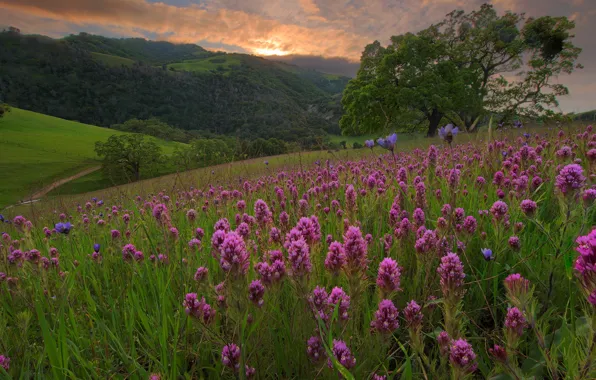 Picture field, summer, trees, landscape, flowers, mountains, hills, meadow