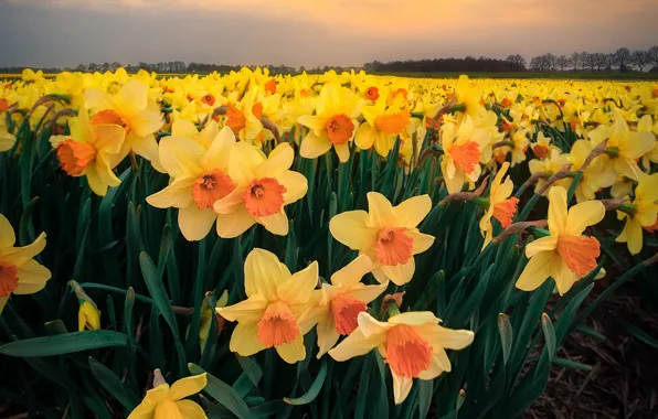 Field, flowers, spring, a lot, flower field, daffodils, plantation, Tulip field