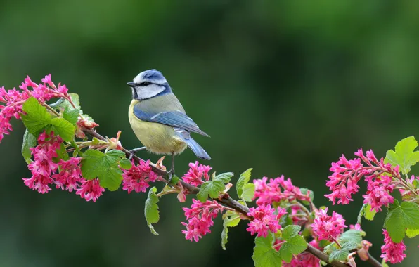 Greens, leaves, flowers, branches, background, bird, tit, which often steals wheat