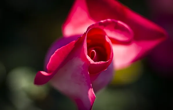 Picture macro, rose, petals, Bud