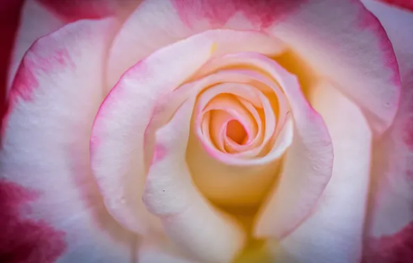 Macro, tenderness, roses, petals, buds