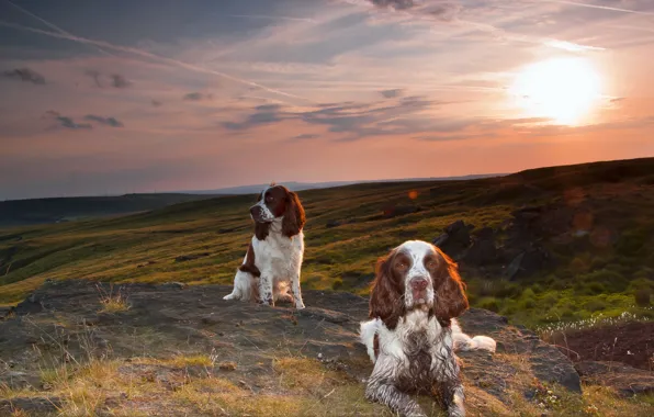 Dogs, sunset, friends