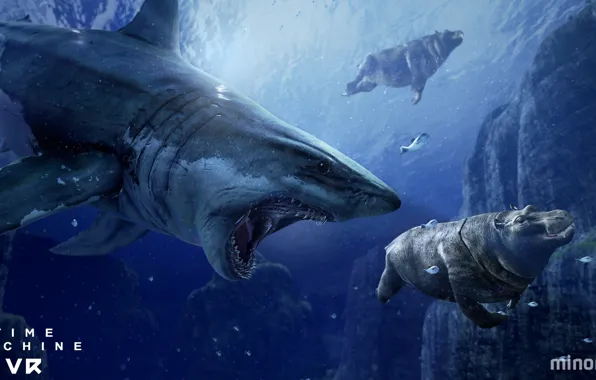 Fish, shark, Hippo, Time Machine VR