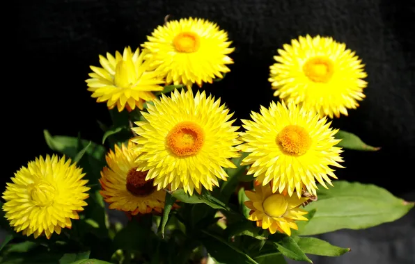 Sunny, yellow, the dark background