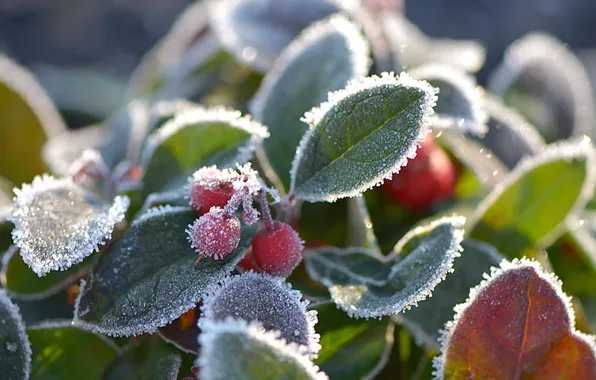 Leaves, macro, berries