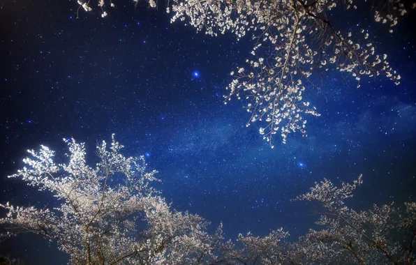 Picture the sky, stars, night, Sakura