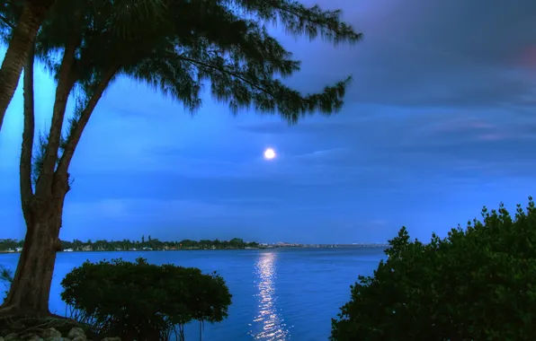 The sky, water, reflection, tree, the moon, shore, the evening, Bay