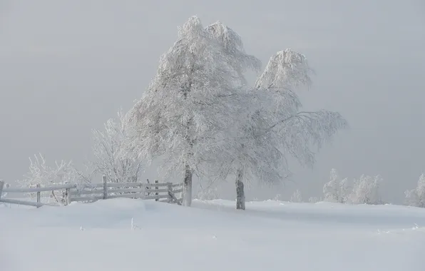 Picture winter, snow, trees, fog