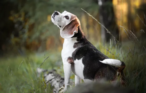 Nature, dog, bokeh, Beagle