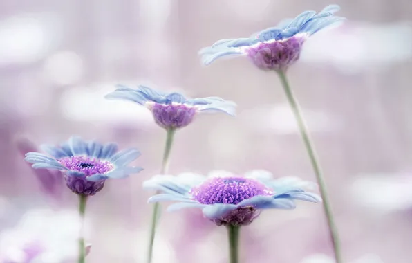 Picture flowers, background, blue, lilac