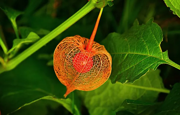 Macro, flashlight, physalis