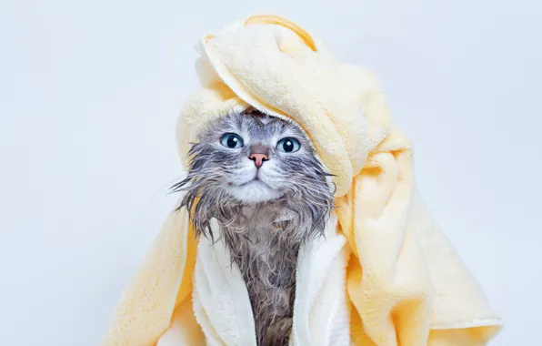 Cat, cat, look, wet, portrait, towel, blue eyes, light background