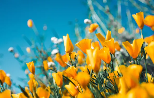 Picture the sky, petals, meadow, nature