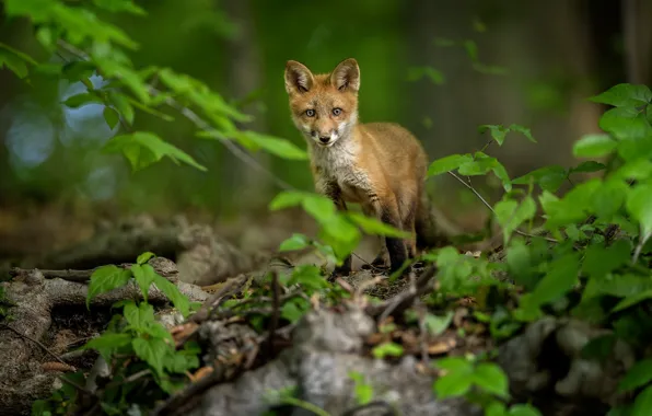 Foliage, Fox, Fox