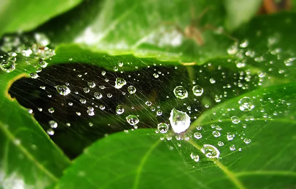 Picture leaves, water, drops, Rosa, blur, &ampquot;webs&ampquot;