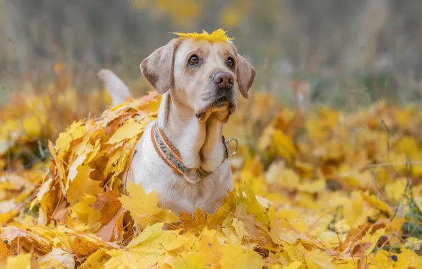 Picture autumn, look, face, dog, fallen leaves, Labrador Retriever, yellow leaves, Maria Sherskova