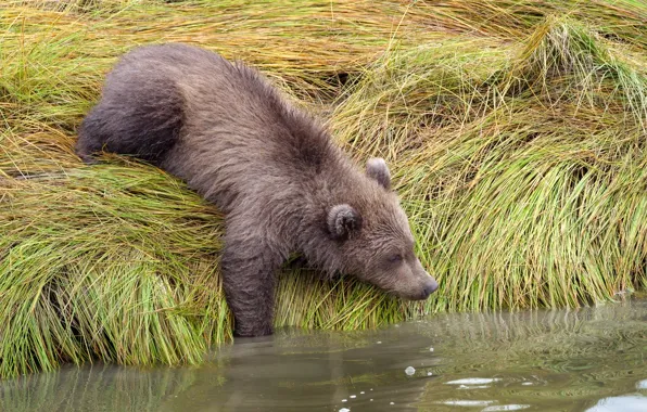Picture grass, bear, pond