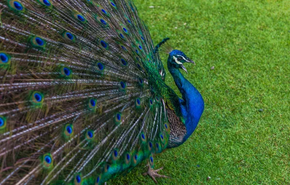 Nature, bird, peacock, weed