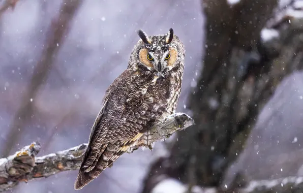 Winter, look, snow, tree, owl, bird, branch, snowfall