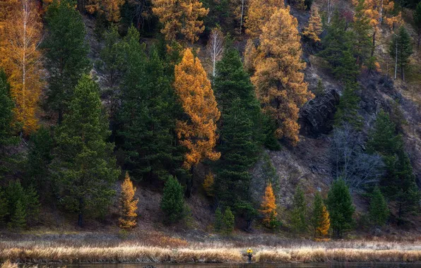 Picture forest, trees, nature, Rashid Usmanov