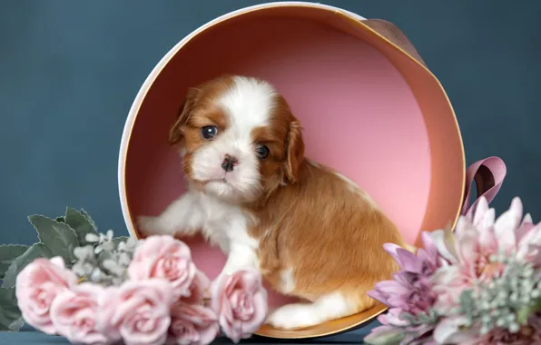 Flowers, background, box, dog, puppy, Cavalier-king-Charles-Spaniel, Svetlana Pisareva