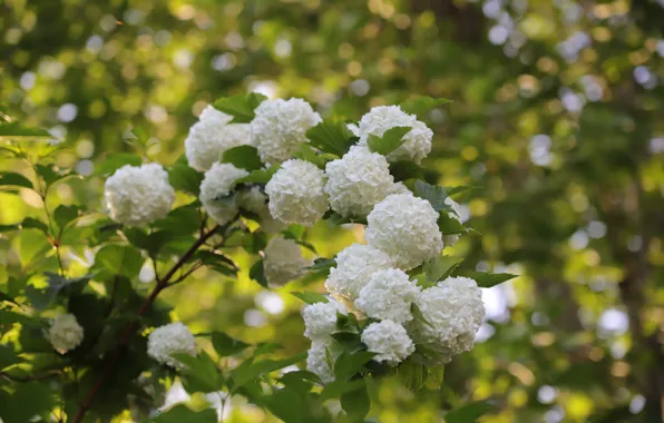Leaves, flowers, branch, white, flowering, shrub, bokeh, blurred background