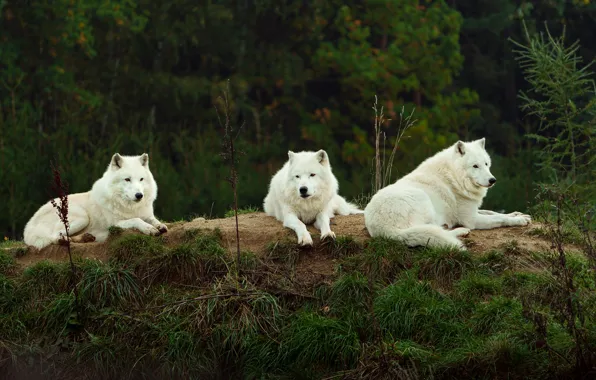 Forest, white, nature, wolf, wolves, white, trio, lie