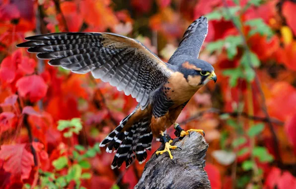 Background, bird, Aplomado Falcon, Enomeccanica Falcon