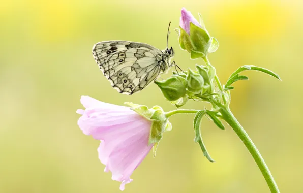 Picture white, summer, macro, flowers, yellow, background, butterfly, insect