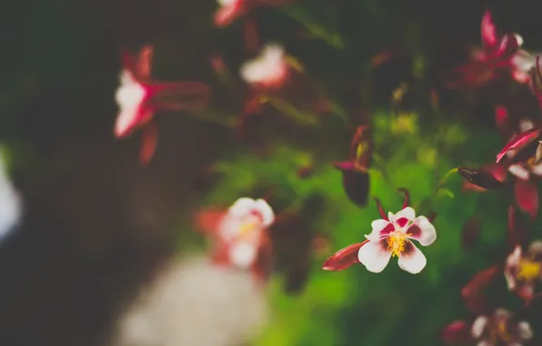 Leaves, flowers, petals, white