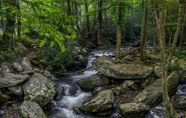 Greens, forest, trees, stream, stones, hdr