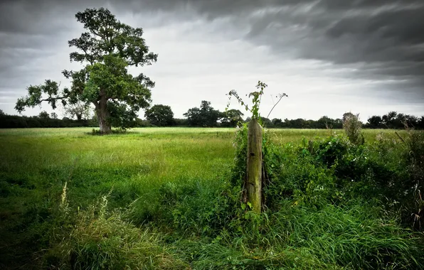 Field, landscape, the fence