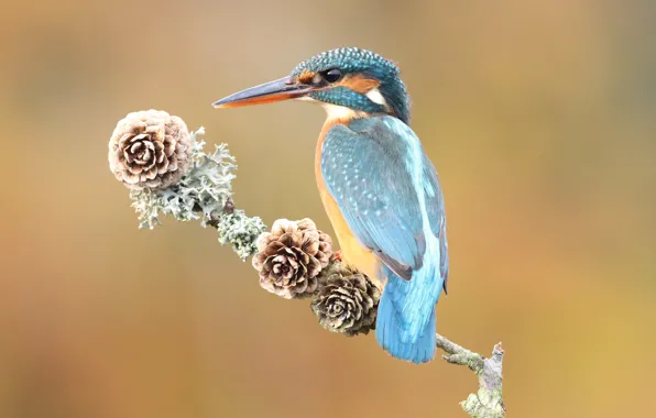 Look, orange, background, blue, bird, branch, back, bird