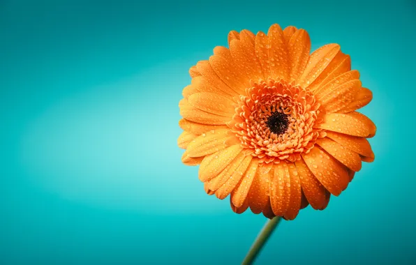 Flower, drops, macro, orange, background, Wallpaper, petals, blue background