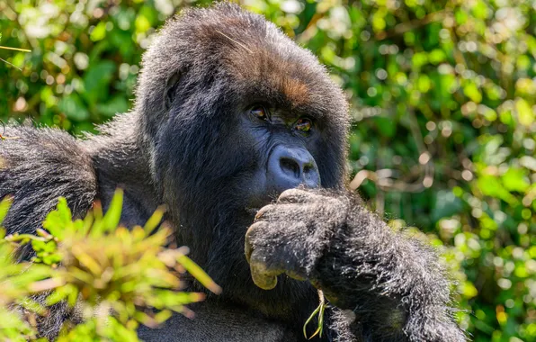 Greens, look, face, pose, paw, portrait, monkey, gorilla