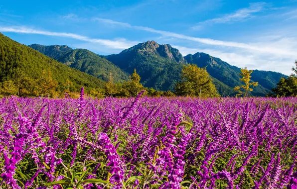 Field, summer, clouds, trees, flowers, mountains, nature, blue