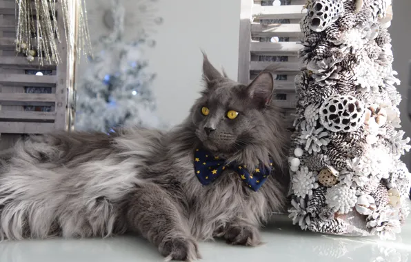 Cat, cat, look, face, grey, Christmas, New year, lies