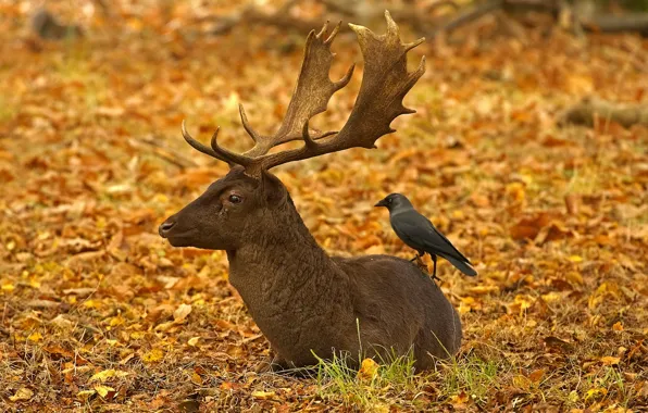 Picture autumn, leaves, bird, England, London, deer, horns, Richmond Park