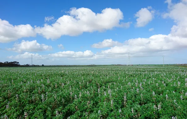 Greens, field, summer, the sky, clouds, flowers, blue, posts