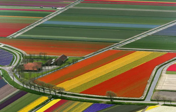 Picture Field, Tulips, Netherlands